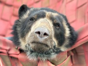 Noahs Ark Farm Zoo Bear