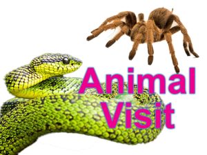 Animal Visit @ Tinneys Youth Club | England | United Kingdom