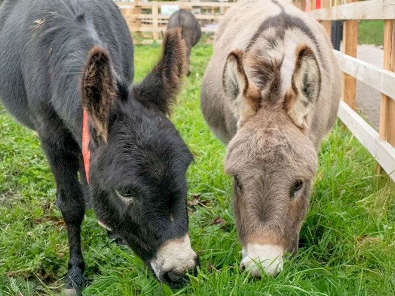 Devon Summer Holiday Event Sidmouth Donkey Sanctuary