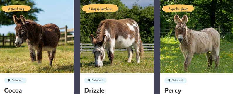 Donkey Sanctuary Photo 1